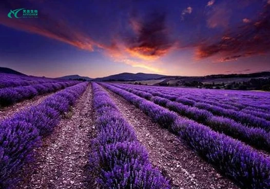 product-600-400 Lavender Essential Oil3