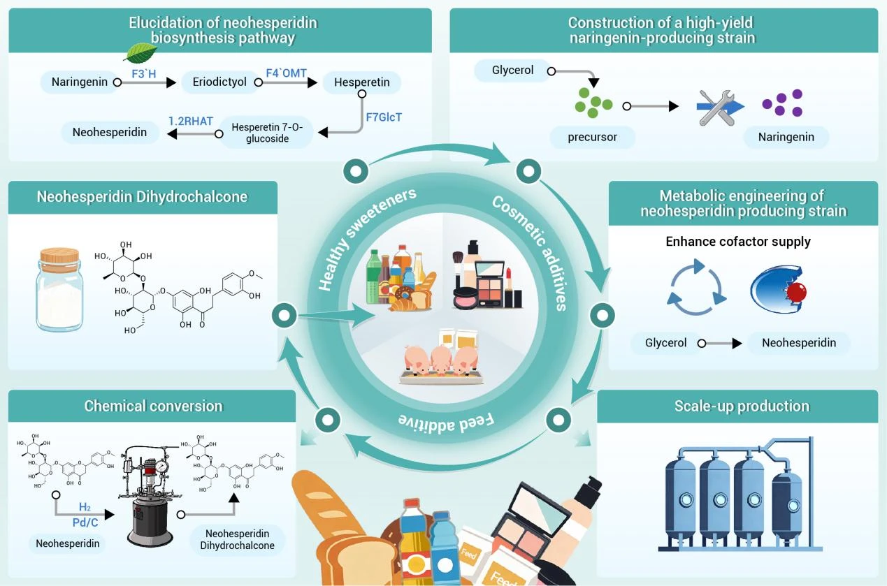 Industrial Production of Neohesperidin Dihydrochalcone (NHDC)